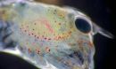 accumulated microplastic fibers are visible under this larval lobster's carapace