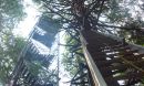 the Hemlock Tower in the Harvard Forest LTER site.