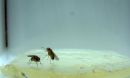 lunge and wing-threat behavior between a pair of male fruit flies.