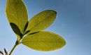 green leaves