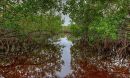 mangrove forests
