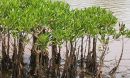 mangroves