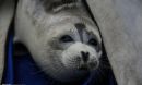 grey seal