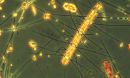 Large-cell diatom algae Chaetoceros