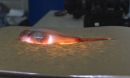 an illuminated snailfish