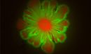 E. coli and A. baylyi cultures form flower-like patterns