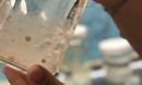 salps from the Scripps Collections