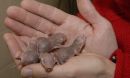 Photo of naked mole-rats in the hands of biologist Thomas Park.