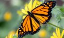 a monarch butterfly