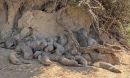 Researchers are using genetic tools to track movements of mongooses in Botswana.