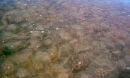 Photo of a jellyfish swarm.
