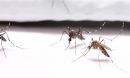 Mosquitoes on bite-resistant fabric; they fail to probe through due to the small pore size.