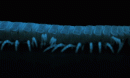 animated gif showing the wavelike gait of the millipede Motyxia sequoiae