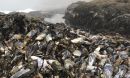 Research on mussel beds as climate warming protectors was conducted near Bodega Bay, California.