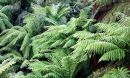 fern