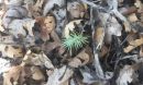 Pinyon pine seedling