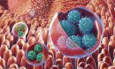 vesicles containing clusters of viruses