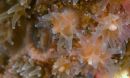 close-up of a Northern Star Coral