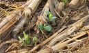 soybeans emerging through no-till corn residue