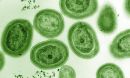 ocean bacteria