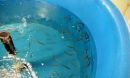 silverside tank feeding