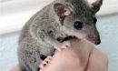 opossum