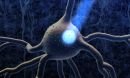A neuron activated by light