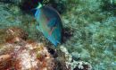 stoplight parrotfish feeding on algae