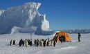 Photo of emperor penguins approaching field camp at Cape Washington, Antarctica