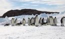 emperor penguins