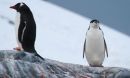 penguins