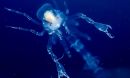 plankton