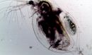 Daphnia
