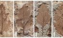 plant fossils