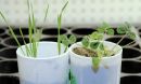 Brachypodium distachyon (left) and Medicago truncatula (right)