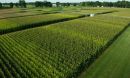 rows of corn