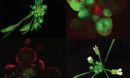two proteins compete for access to a transcription factor to influence flowering