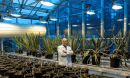 Scientists use a gene from agave to engineer greater stress tolerance in plants.