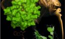 hormone sensors in pea plants