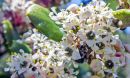 chaparral plant species