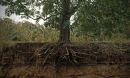 Ecologists have developed a theory about how plants 'pay' their microbes.
