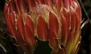 Photo of Protea obtusifolia.