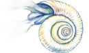 Illustration of a Southern Ocean pteropod, a mollusk endangered by ocean acidification.