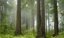 Photo of tree trunks in a coastal redwood forest
