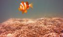 an adult yellowtail clownfish