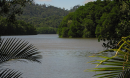 View of forest across a river