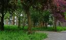 trees along a walk-way
