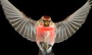 redpoll