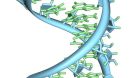 a hairpin loop from a pre-mRNA