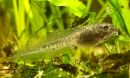 Climate change may erode frogs' ability to withstand salt pollution.
